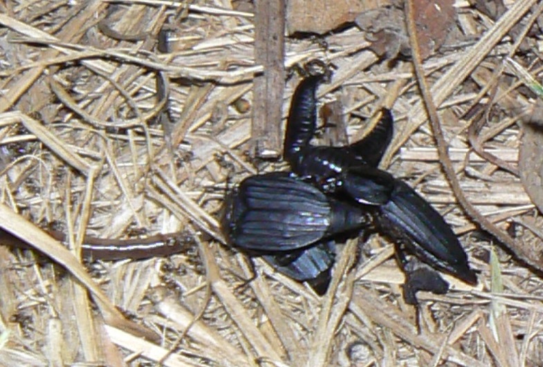 サイカチ（通称カブトムシ）の木の近く__ミミズに群がるヒラタシデムシ_2021年5月26日_20時30分 気温23度